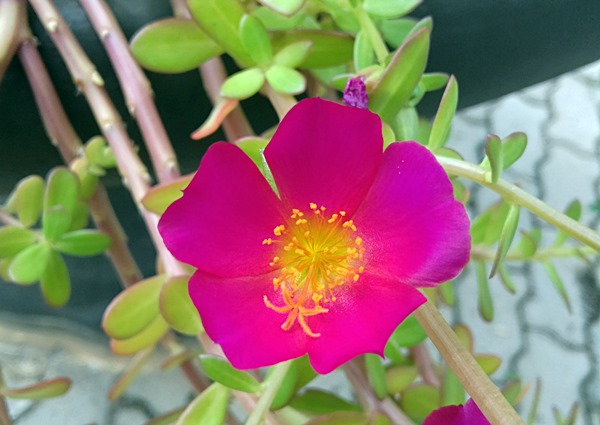 onzehoras-portulaca-oleracea-3