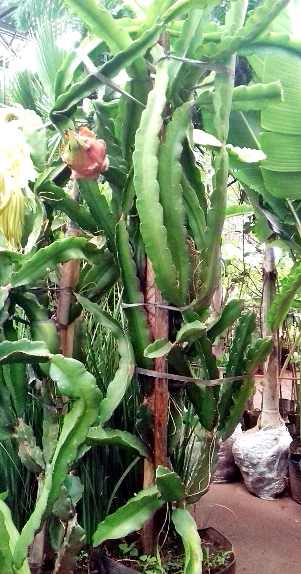 planta pitaya 4