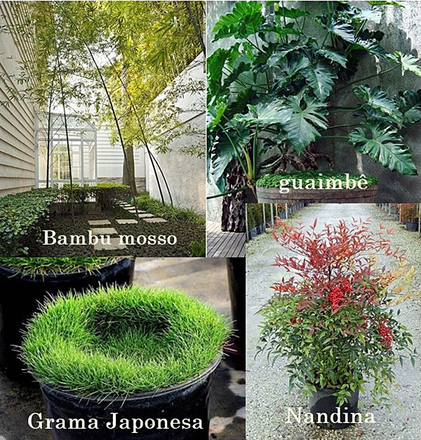 plantas para jardim oriental