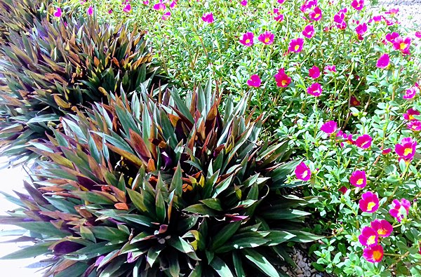 Plantas fáceis de cuidar - Abacaxi Roxo