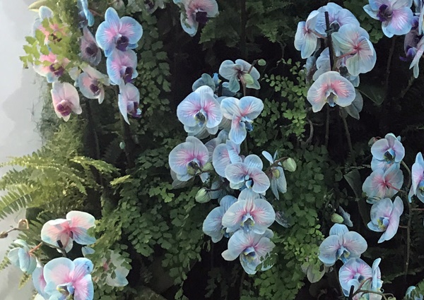 Orquídeas como você nunca viu