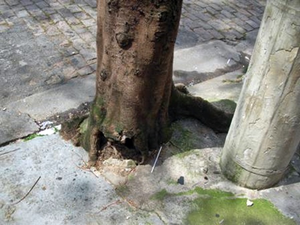 árvore sufocada com cimento