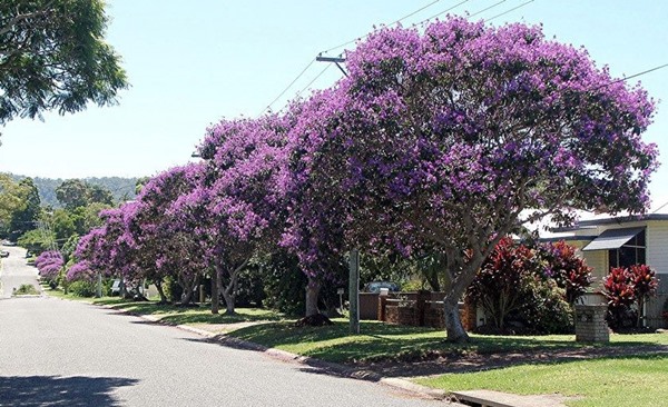 Quero plantar uma árvore ? mas como escolher"