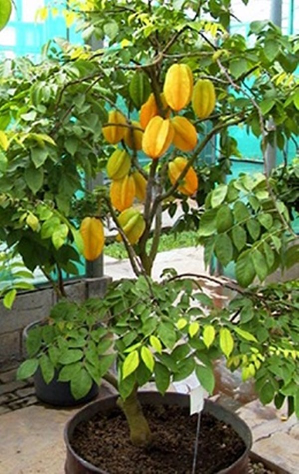 frutas na varanda Carambola