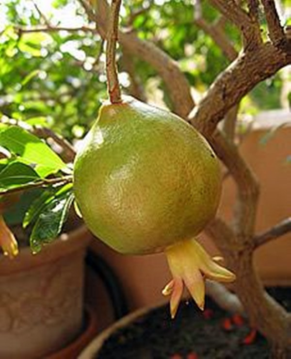frutas na varanda -romã
