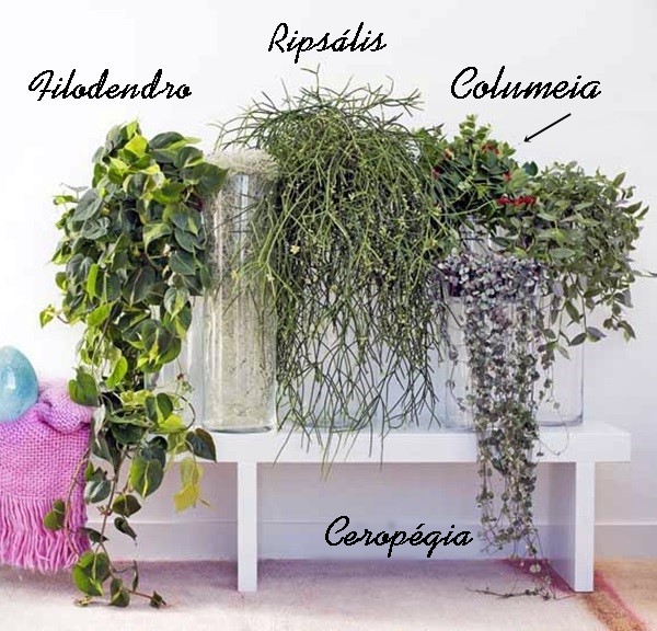 plantas para dentro de casa