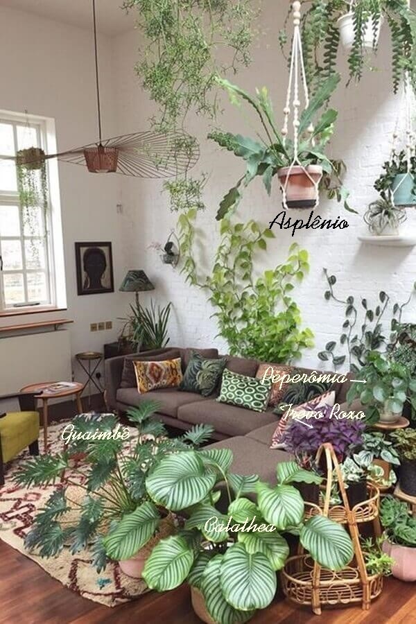 plantas dentro de casa - posição
