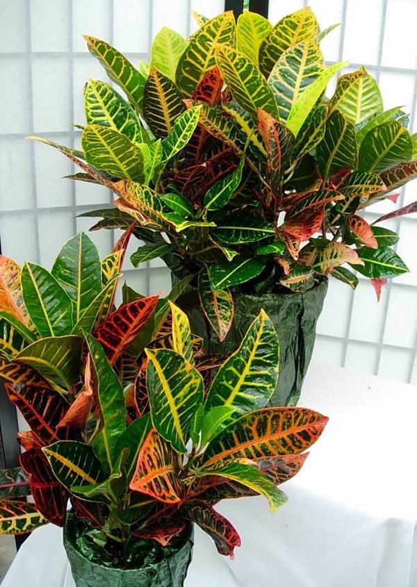 croton croton