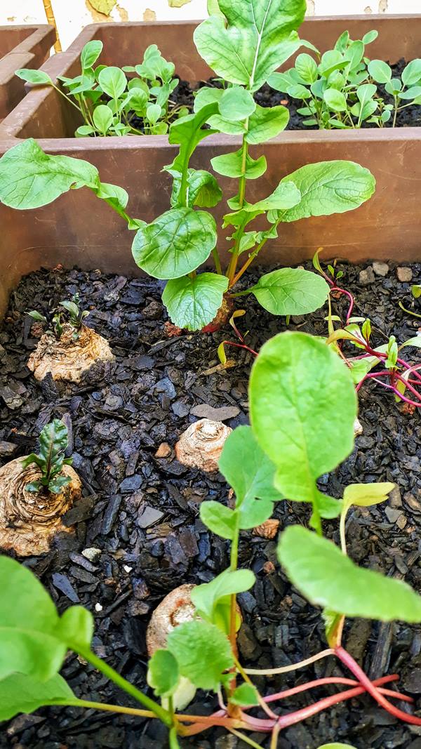 horta caseira - mudas a partir de partes dos legumes