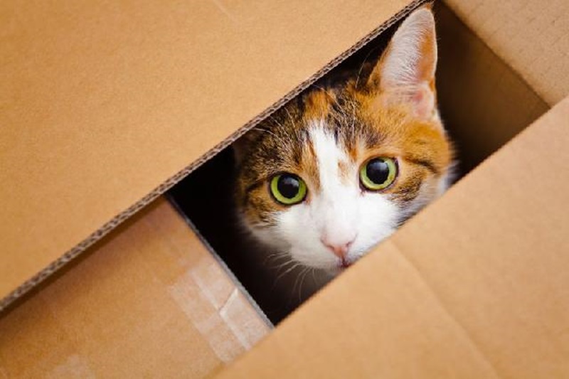 gato dentro de caixa de papelão