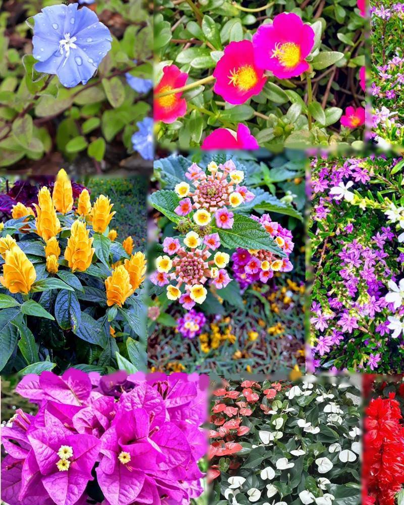 8 plantas que dão flores o ano inteiro