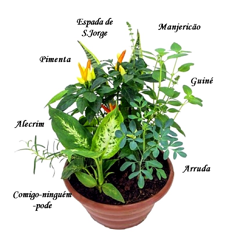 Como combinar plantas no jardim ou varanda