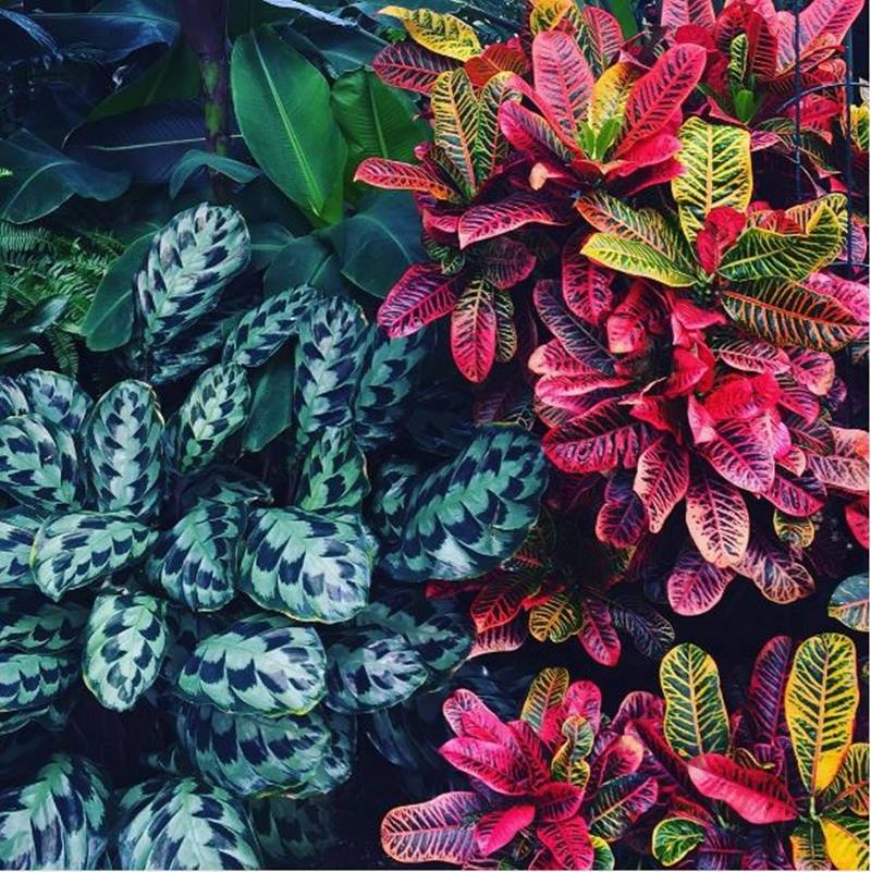 Folhas com texturas e cores omplementares