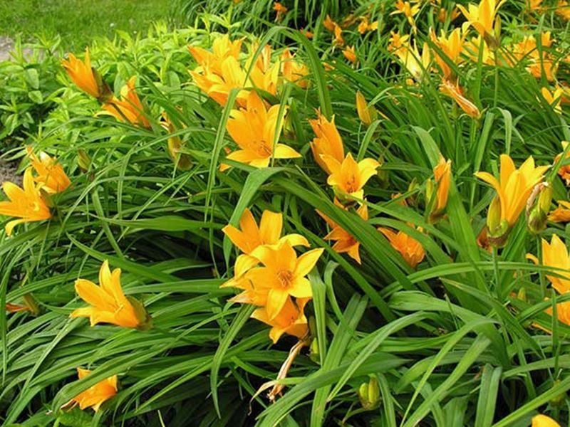plantas com flores amarelas - Hemerocale