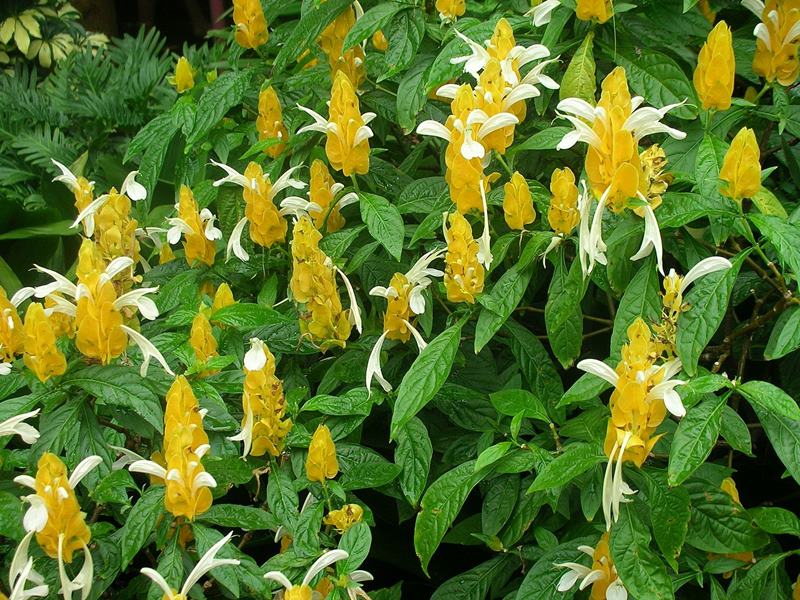 plantas com flores amarelas - camarão amarelo