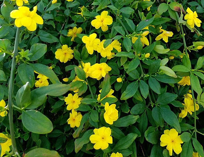 plantas com flores amarelas - Jasmim amarelo