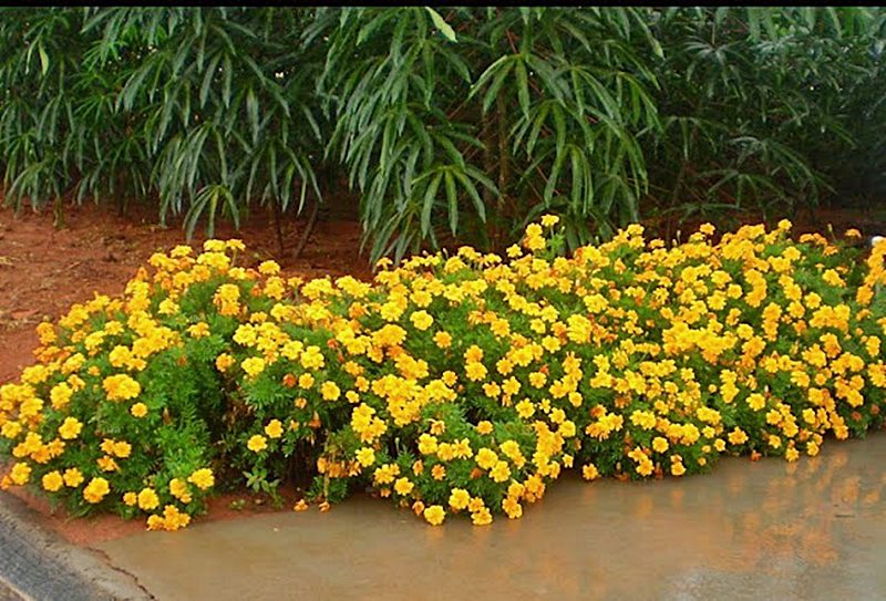 plantas com flores amarelas - Lantana