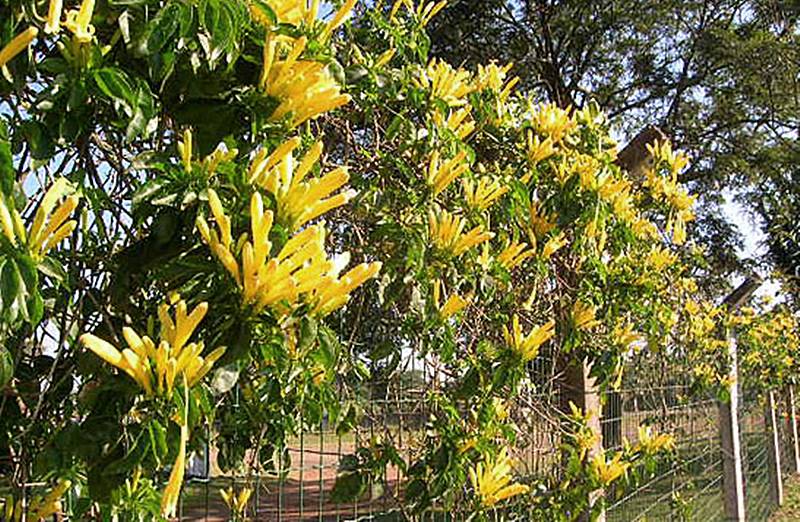 Plantas com flores amarelas - cipó de são joão