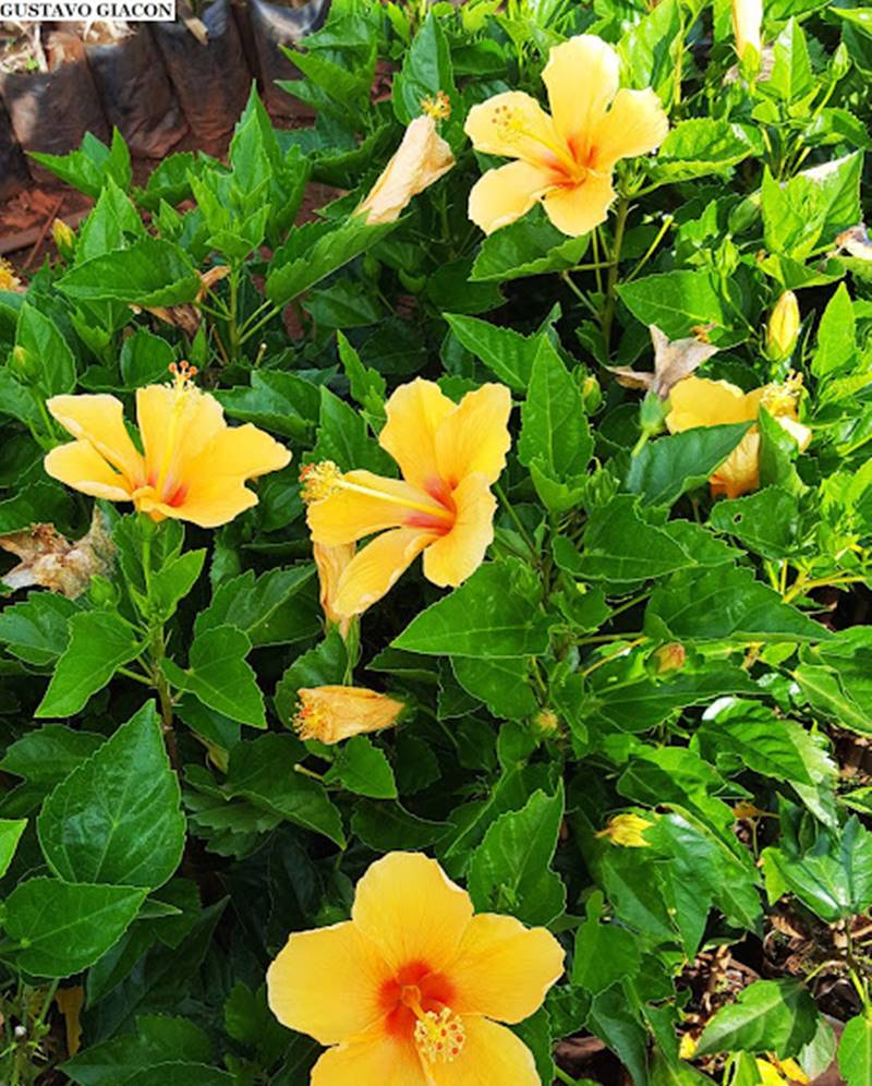Plantas com flores amarelas - hibisco amarelo