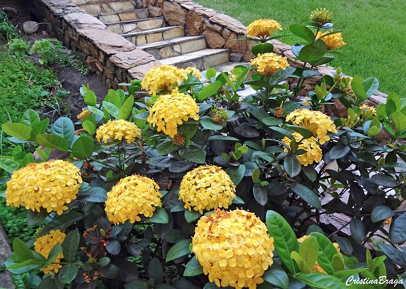 plantas com flores amarelas - Ixora amarela