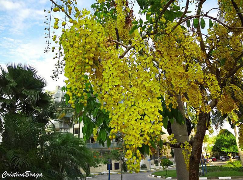 Plantas com flores amarelas - Cassia