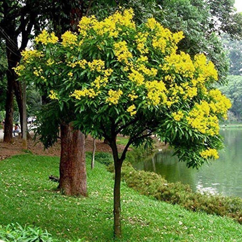 Plantas com flores amarelas - Pau fava