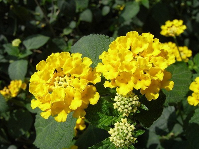 plantas com flores amarelas - Lantana amarela