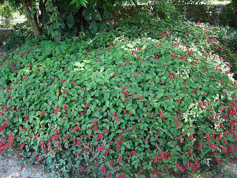 Plantas com flores coloridas ? Vermelhas