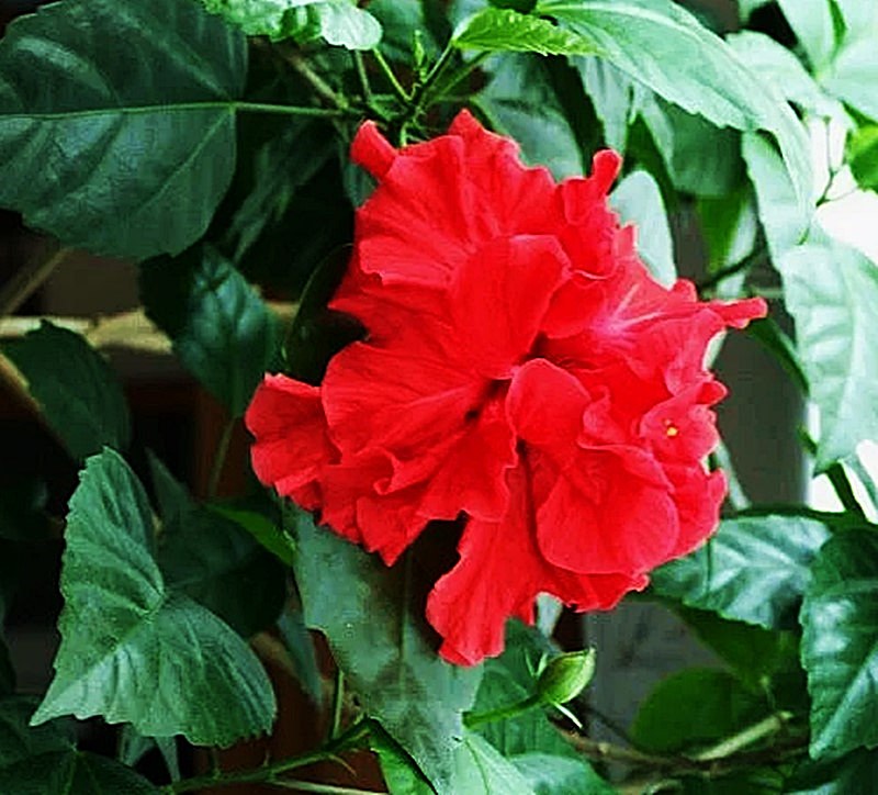 planta hibisco vermelho dobrado