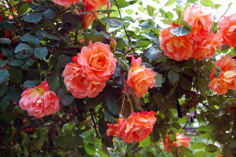 Rosas no jardim
