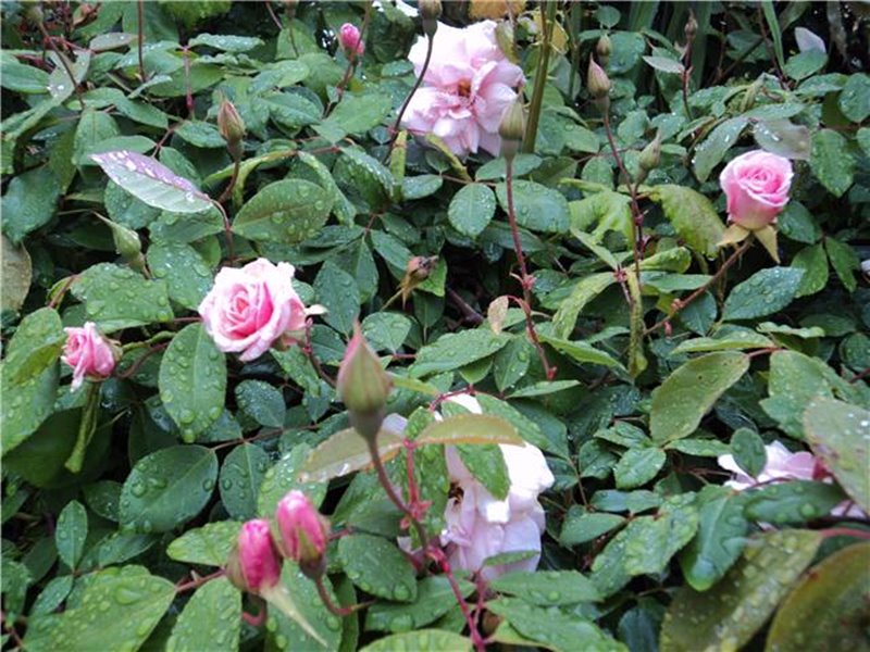 Rosas em tom de rosa