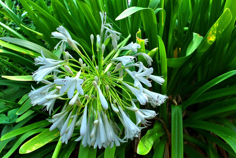 Plantas com flores azuis