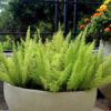 10 Plantas fáceis de cuidar que gostam de Sol - aspargo pluma