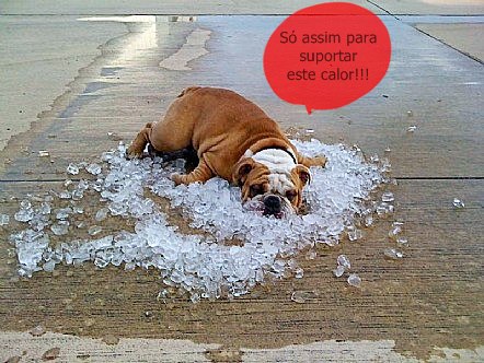 cachorro com calor