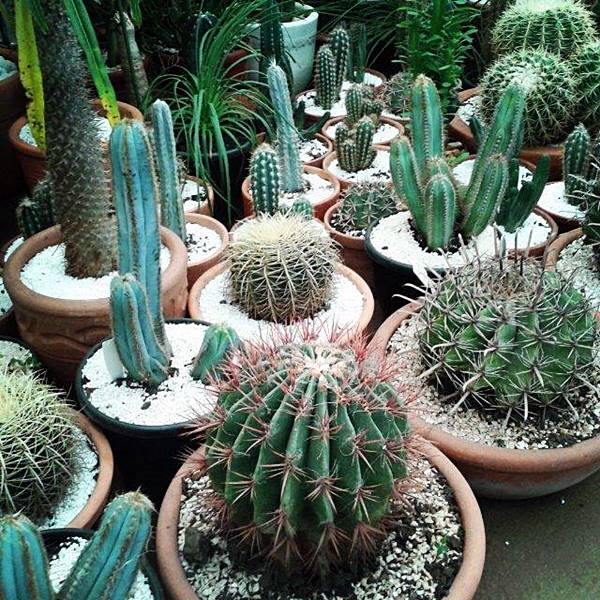 jardim de cactos