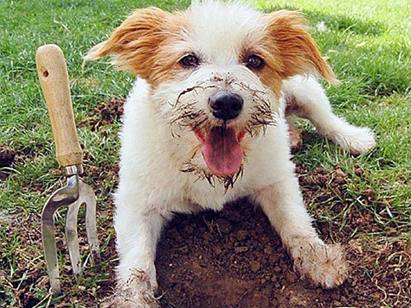 cachorro no jardim