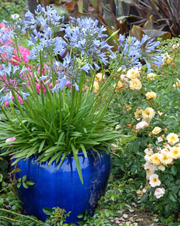 agapanto em vaso no jardim