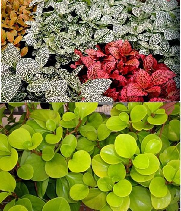 fitonia e peperomia