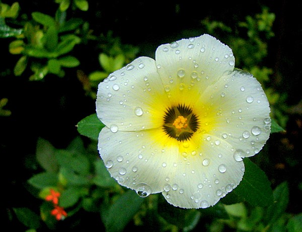 flor do guaruja