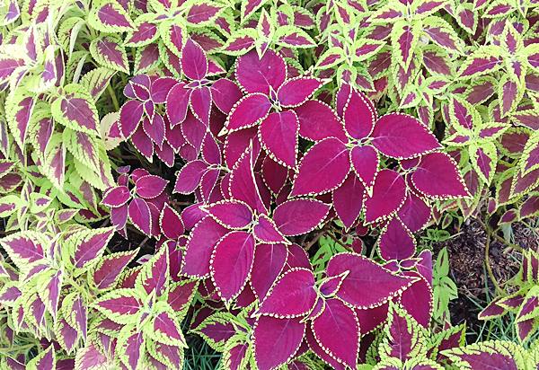 planta coleus