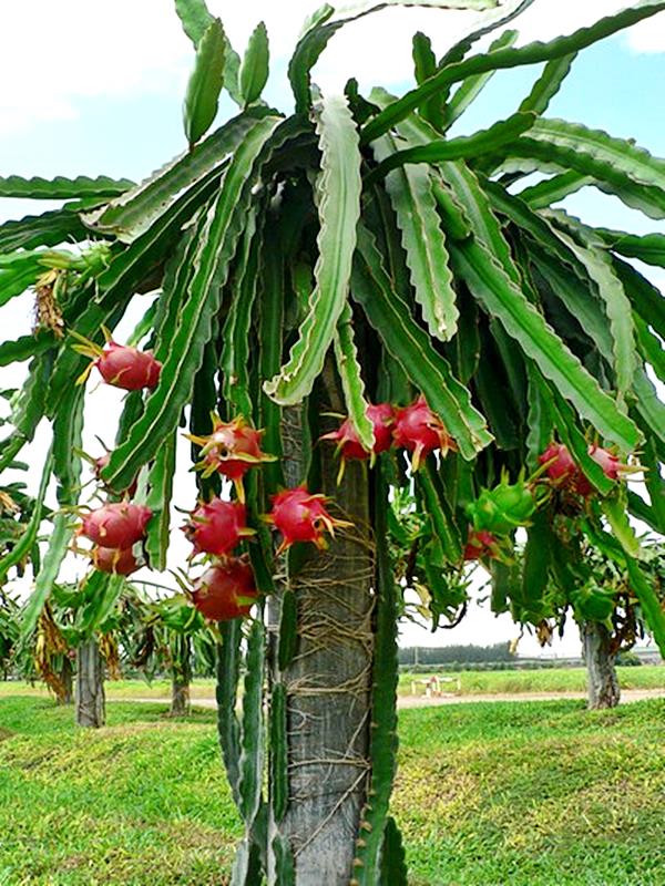 planta pitaya