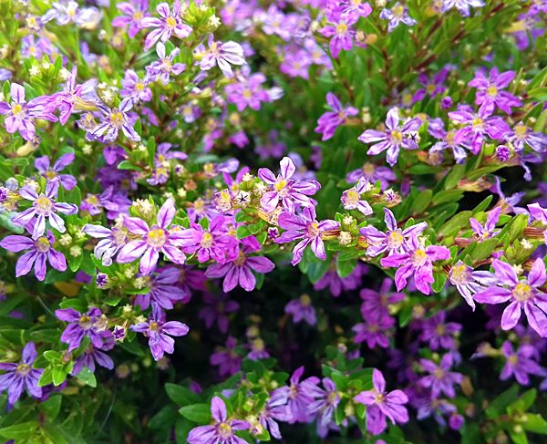 Plantas fáceis de cuidar - A Falsa Érica - Simples Decoração