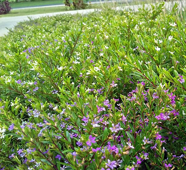 Plantas Fceis De Cuidar A Falsa Rica Simples Decorao