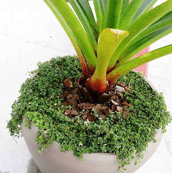 Plantas fáceis de cuidar - Dinheiro em Penca - Simples Decoração