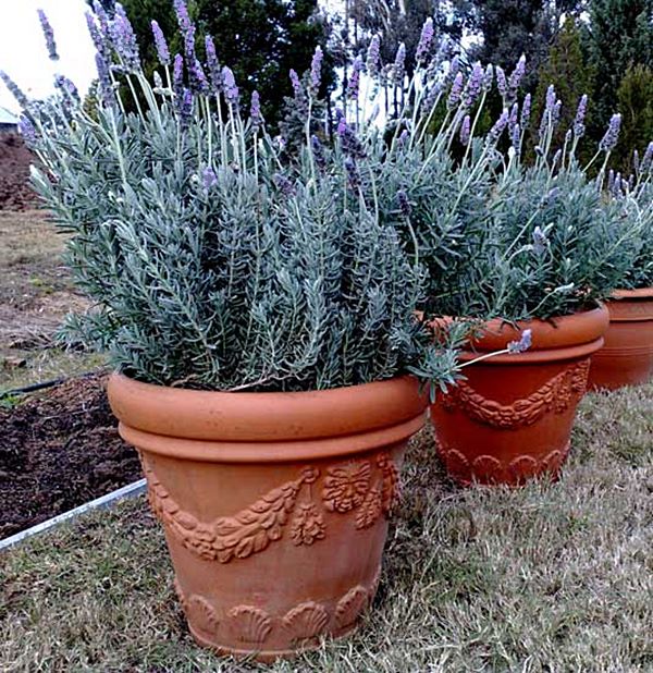 Plantas fáceis de cuidar - A Lavanda - Simples Decoração