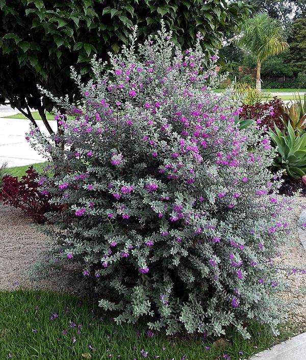 Plantas fáceis de cuidar - O Leucofilo