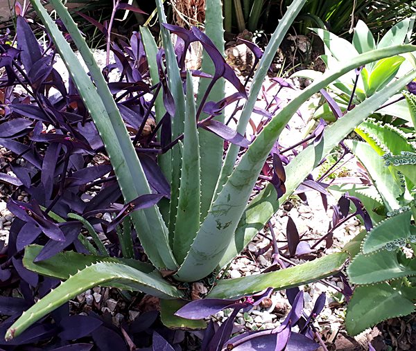Plantas Fáceis de Cuidar - Babosa ou Aloe - Simples Decoração