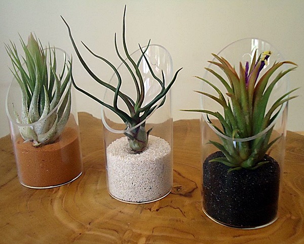 airplant 4