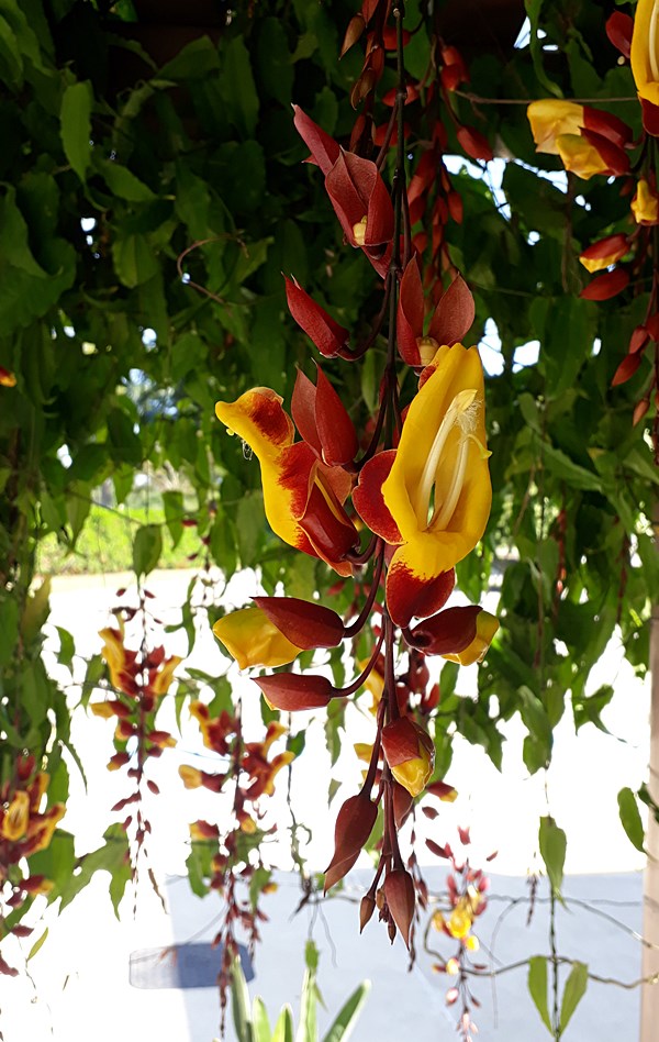 Plantas fáceis de cuidar - A trepadeira Sapatinho de Judia - Simples  Decoração