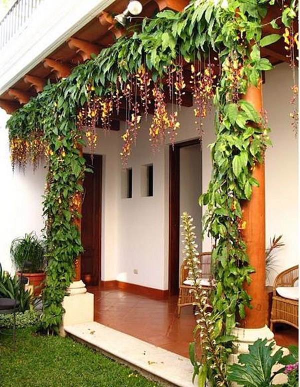 Plantas fáceis de cuidar - A trepadeira Sapatinho de Judia - Simples  Decoração